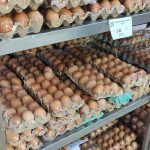 Telur Ayam