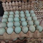 Telur Bebek