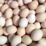 Telur Ayam Kampung